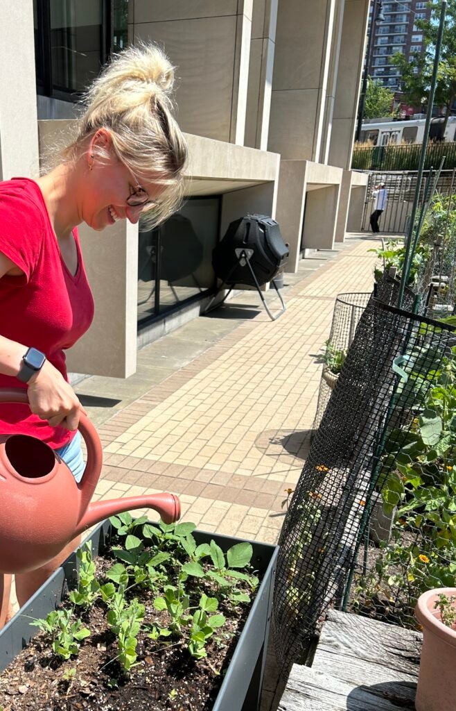 A Mahalingaiah Lab staff member tending to the garden.