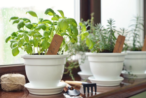 Common herbs well suited for growing indoors include basil, chives, cilantro, parsley, rosemary, mint, oregano, thyme and sage. (Getty Images)