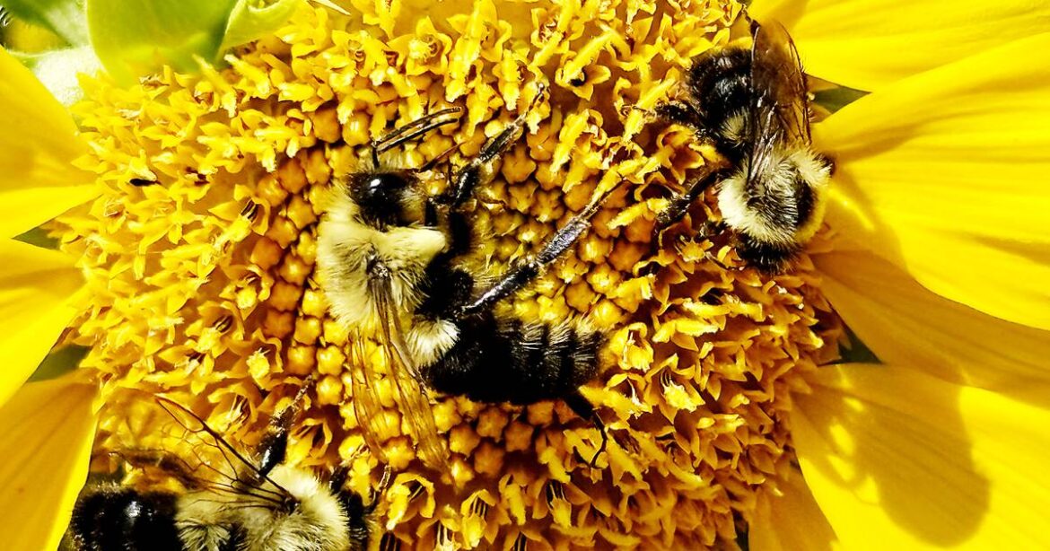 Gardening for pollinators – Shaw Local Gardening for pollinators – Shaw Local