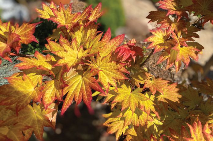 Autumn Moon Japanese maples