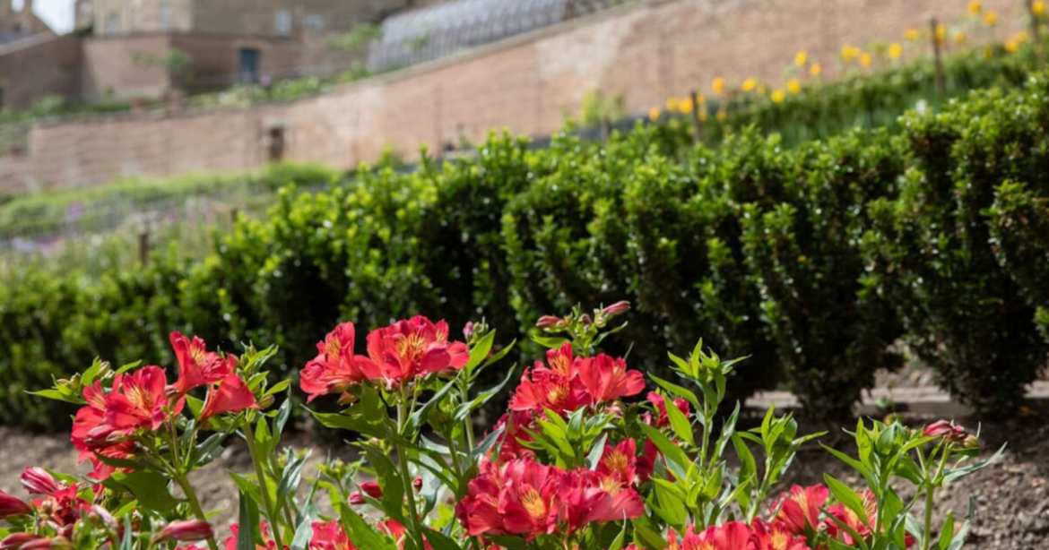 Auckland Project gardens bloom with triple award