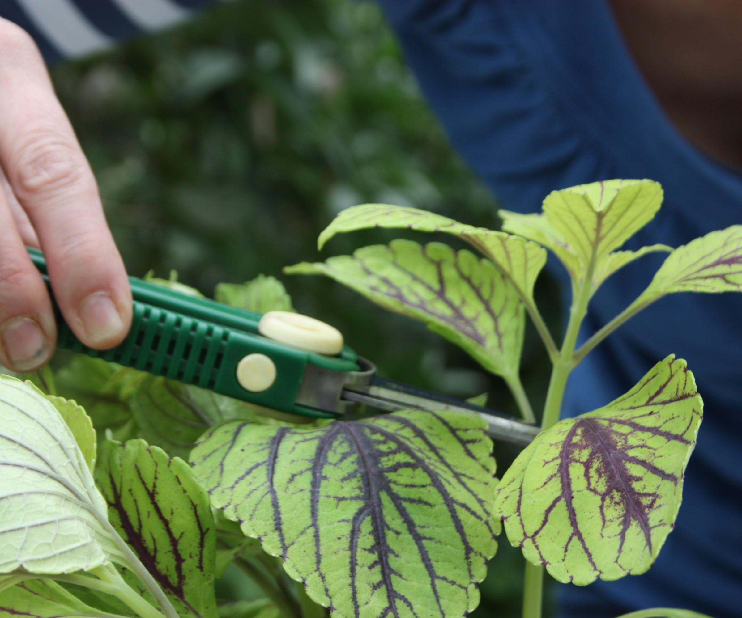 Taking coleus cuttings