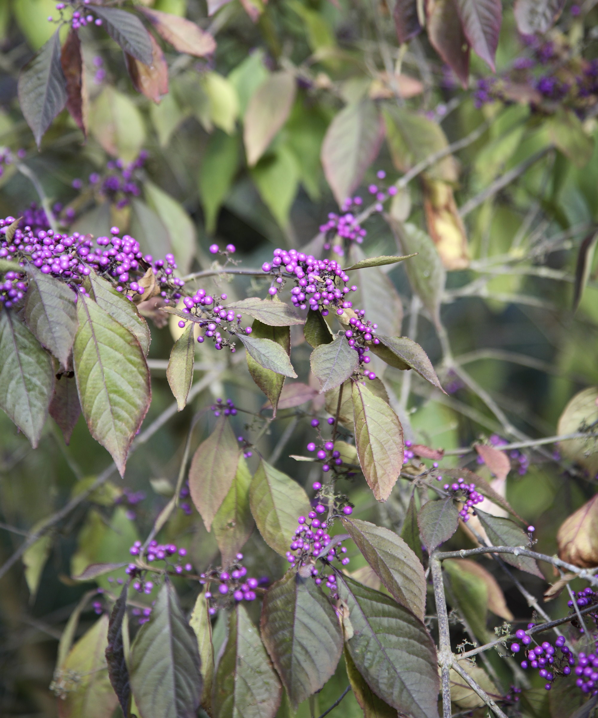 A Beautyberry shrub, Callicarpa bodinieri var. giraldii 'Profusion', with purple berries