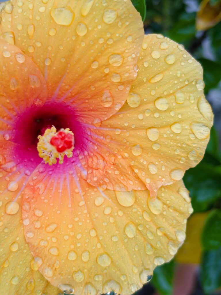 The water drops create a magical effect on these colourful Hibiscus on our rooftop garden. Isn’t it?