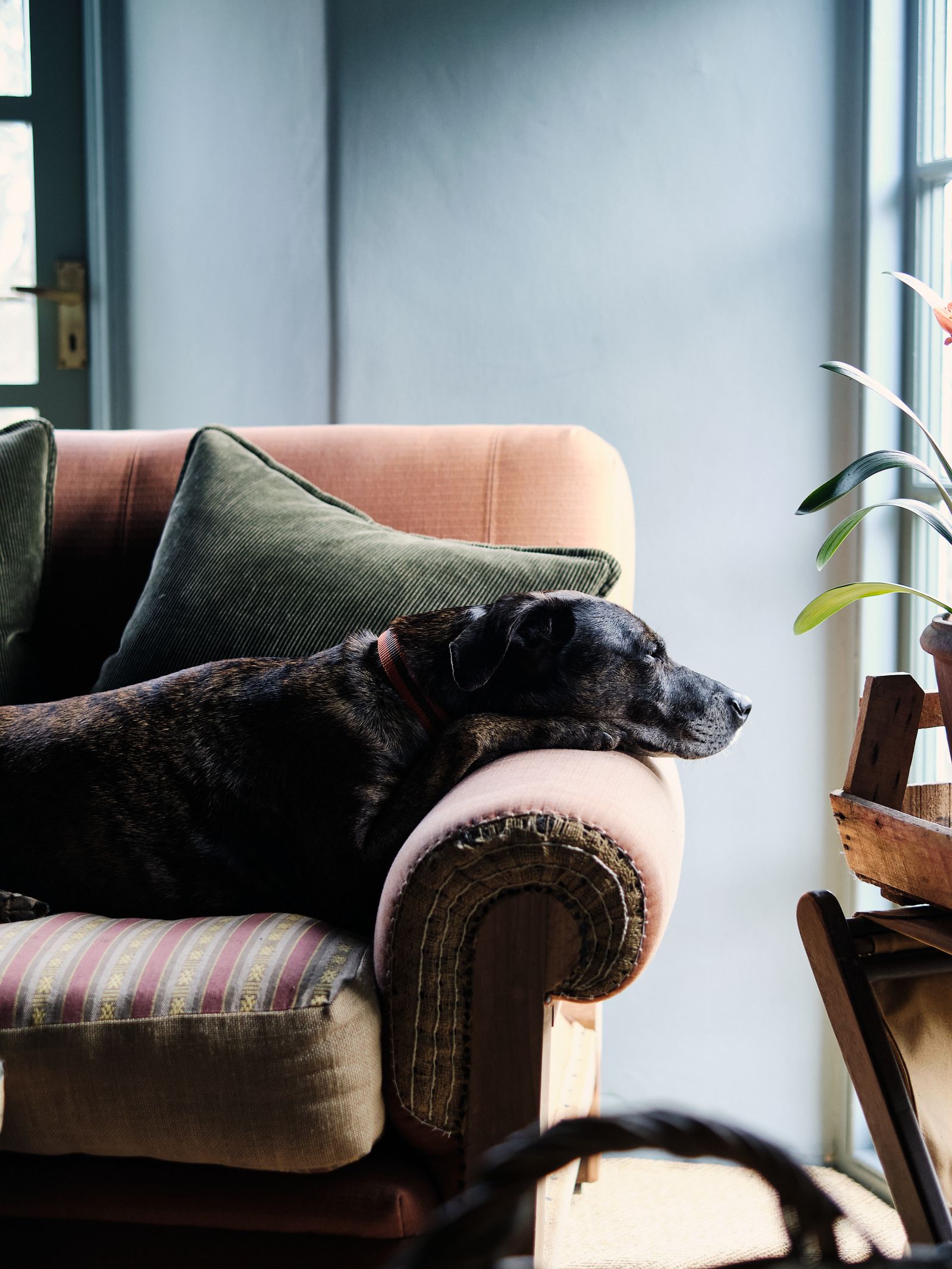 Petfriendly houseplants Boo the much loved dog of Tom Cox founder of HÁM Interiors in a comfortable armchair at his...