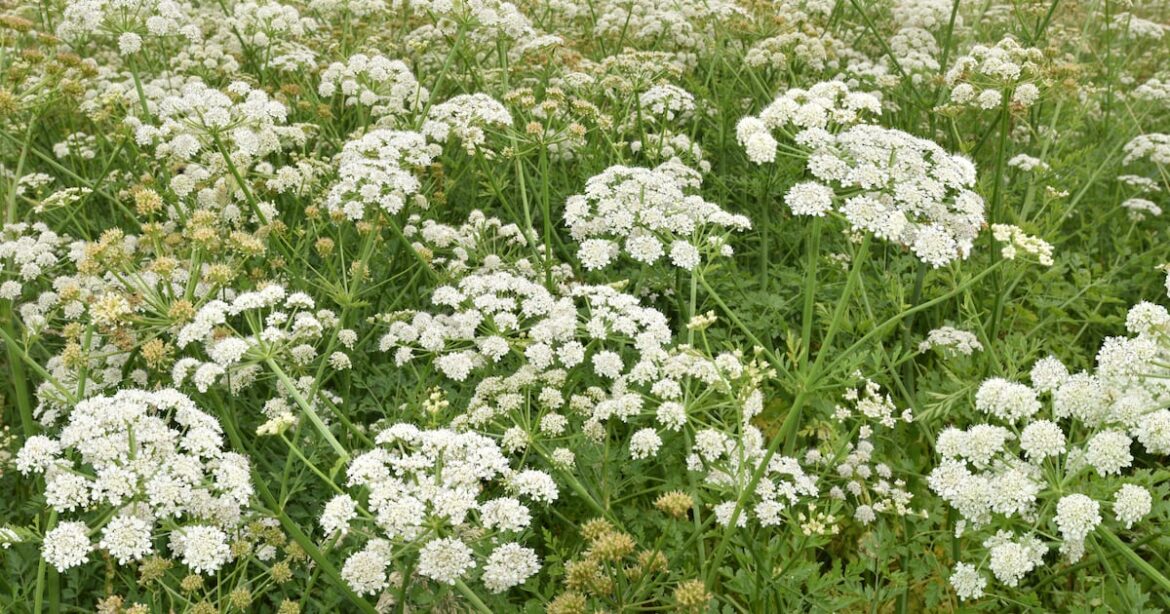 The deadly plants gardeners and foragers should know about – The Irish News The deadly plants gardeners and foragers should know about – The Irish News