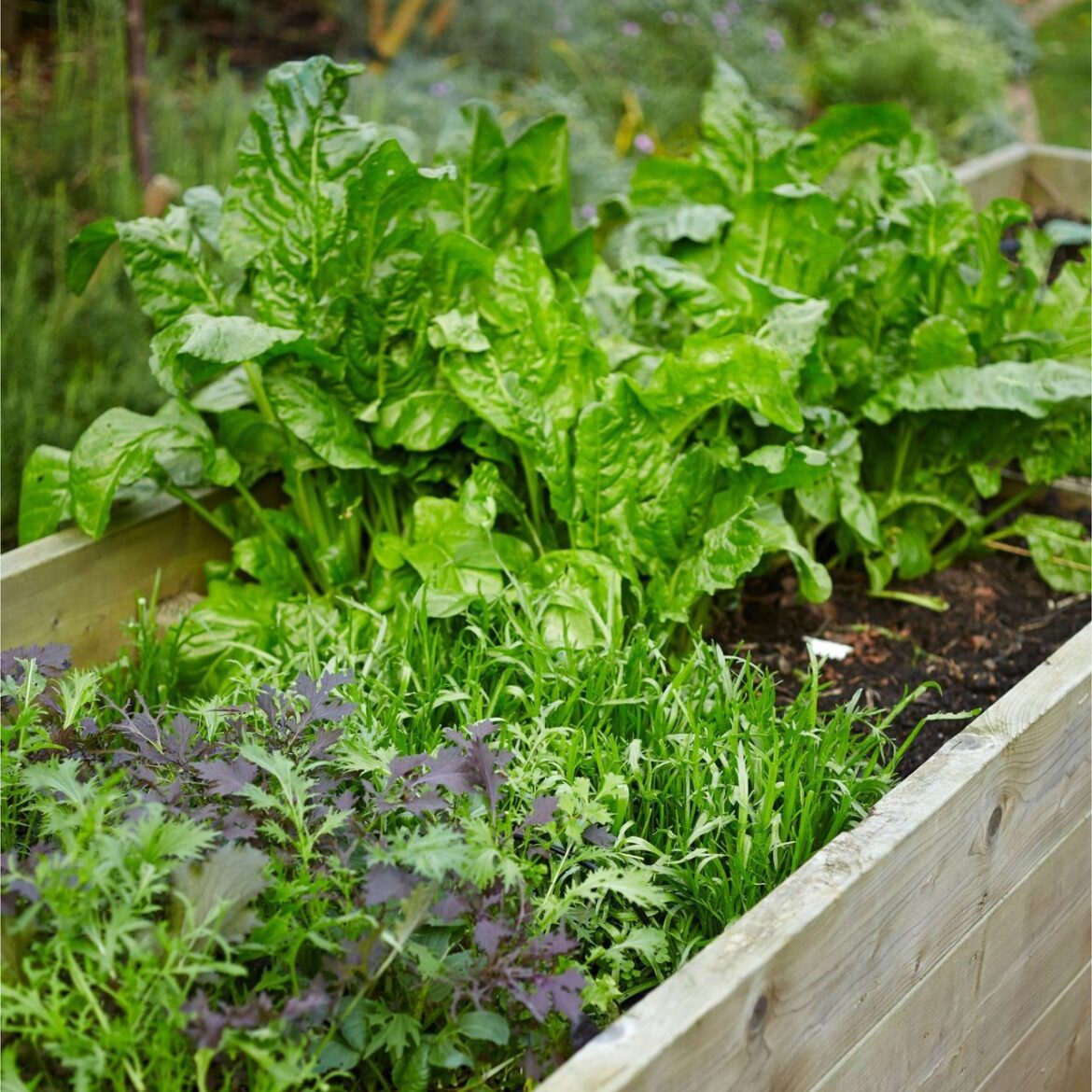 I’m a gardening expert and I keep my vegetable garden… I'm a gardening expert and I keep my vegetable garden…