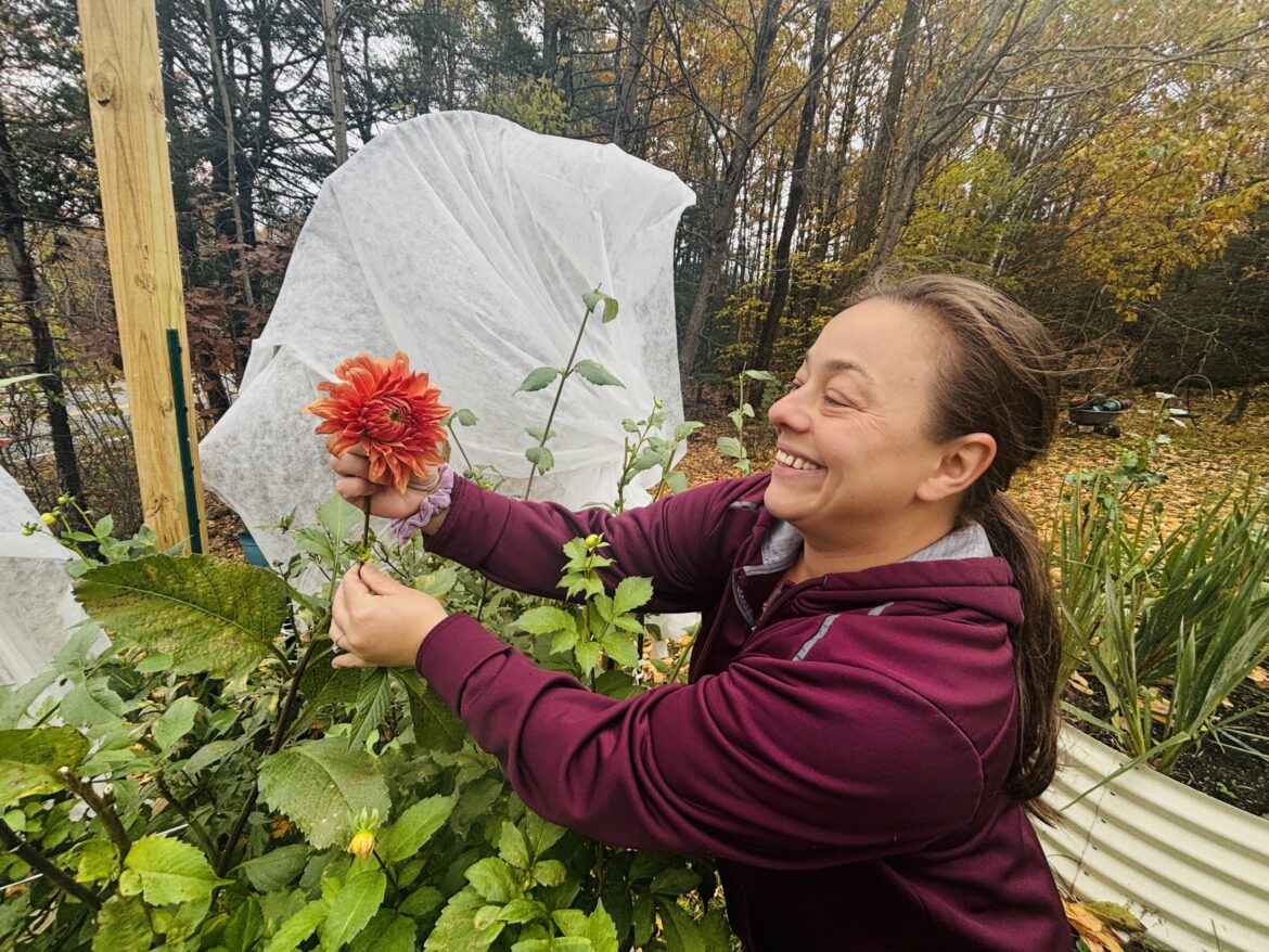 Francestown's Uplifting Roots: A dahlia paradise