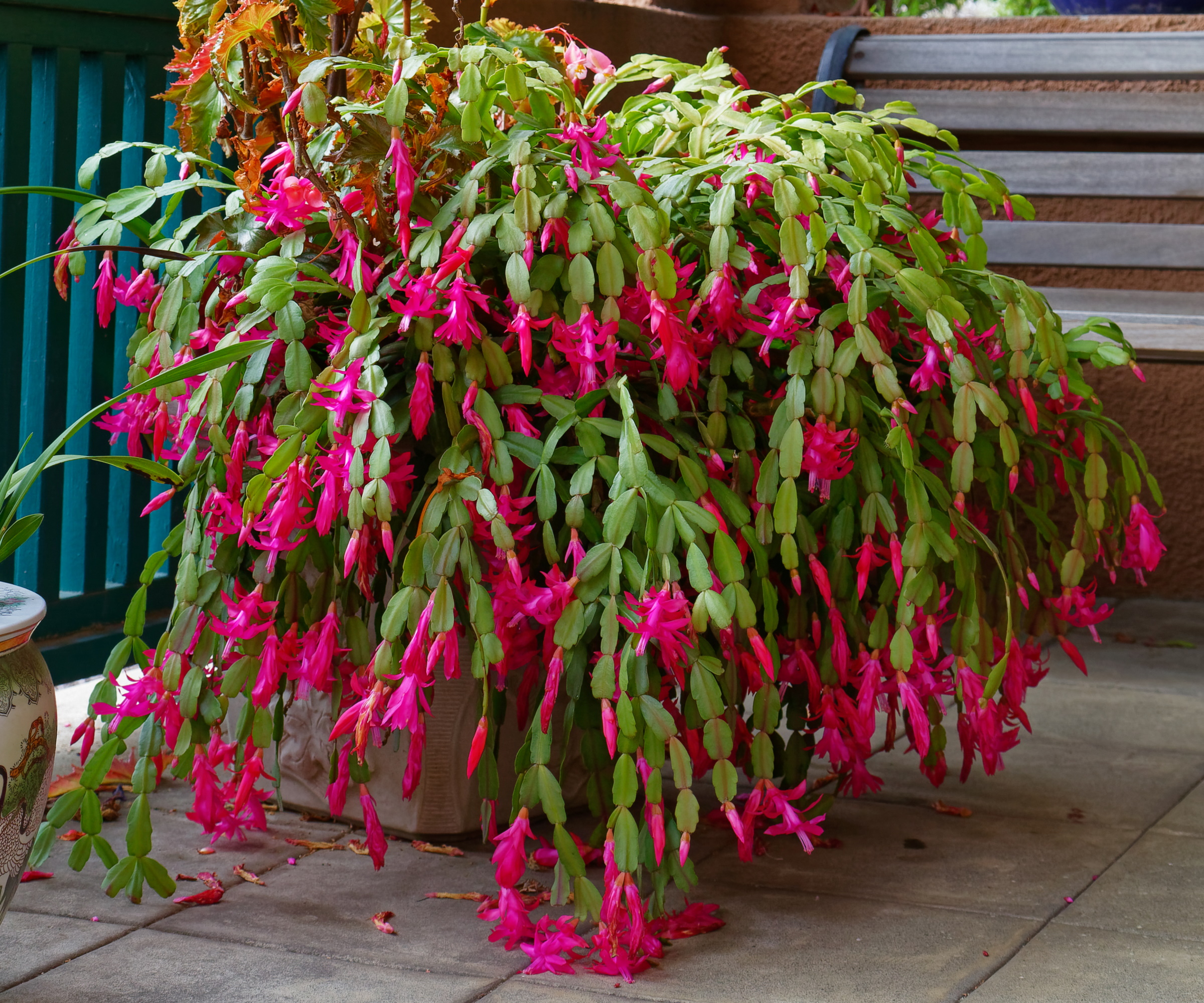 Large pink Christmas cactus flowering outdoors on patio