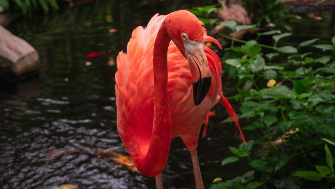 Mango the Flamingo celebrates 50th birthday at Victoria Butterfly Gardens with public party Mango the Flamingo celebrates 50th birthday at Victoria Butterfly Gardens with public party