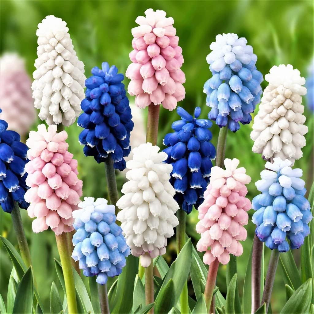 Easy to Grow Grape Hyacinth Muscari 'skylight Mix' Plant Bulbs (30 Pack) - Mixed Blue, Pink &amp; White Flowering Blooms in Spring Gardens