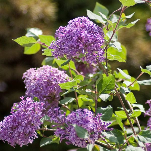 Bloomerang&reg; Dark Purple Lilac - #1 Container