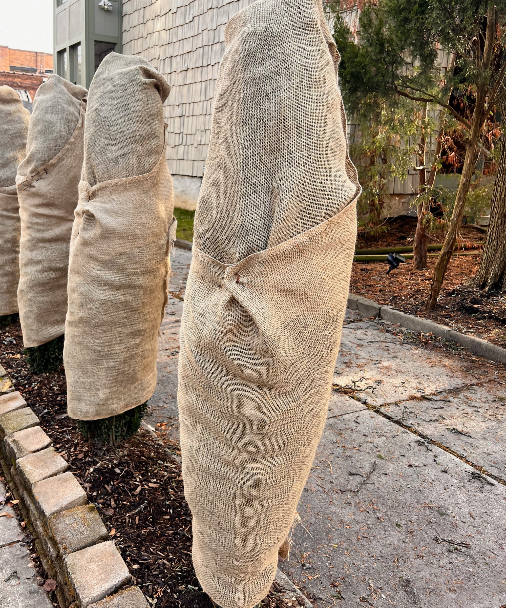 Tall pencil shrubs wrapped in burlap for winter
