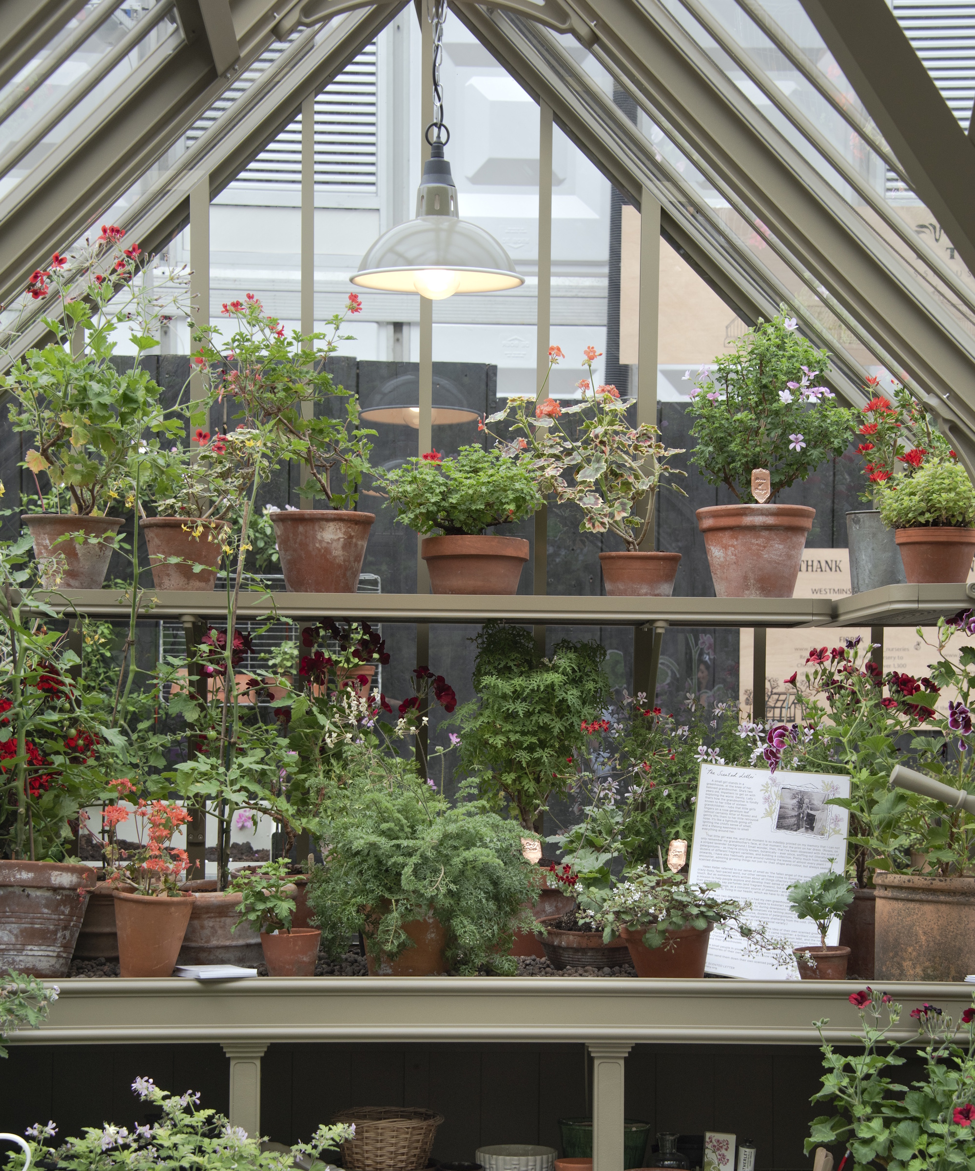 Shelves inside a greenhouse filled with terracotta pots and geraniums