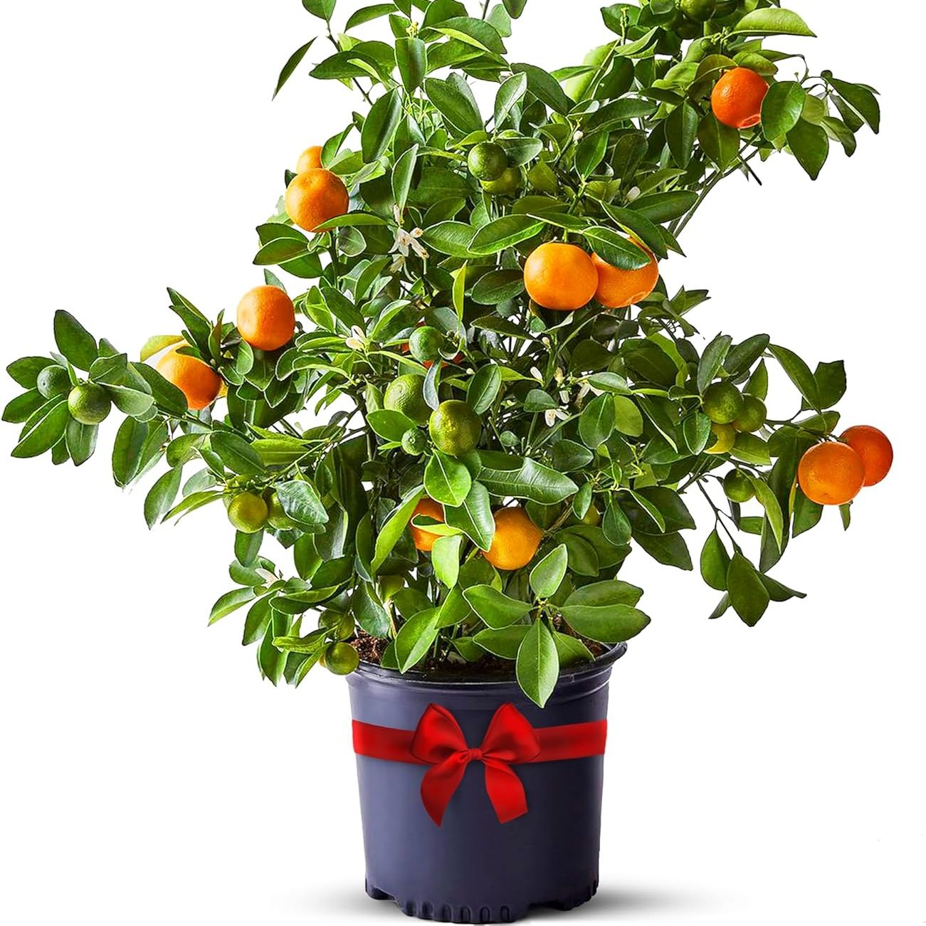 Calamondin Tree Live Plants Outdoor Plant 18-22" Tall - Dwarf Indoor Fruit Trees Live Plants Cannot Ship: Ca, Az/tx/la &ndash; Patio Fruit Plant Pot, Housewarming Gifts, Real Citrus Tree Pot by Via Citrus