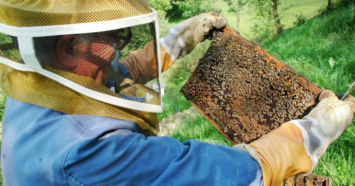 Jasper County Master Gardeners to host beekeeping basics class – Newton Daily News Jasper County Master Gardeners to host beekeeping basics class – Newton Daily News