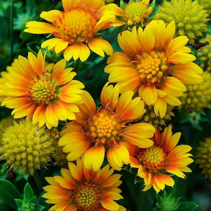 Wggaillardia Arizonaapricot