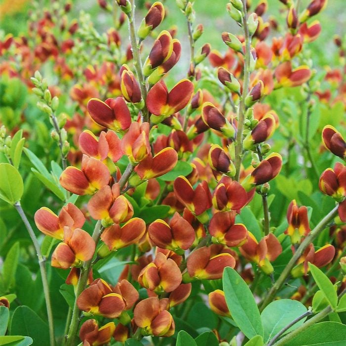 Wg Flseindgocherriesjublilee