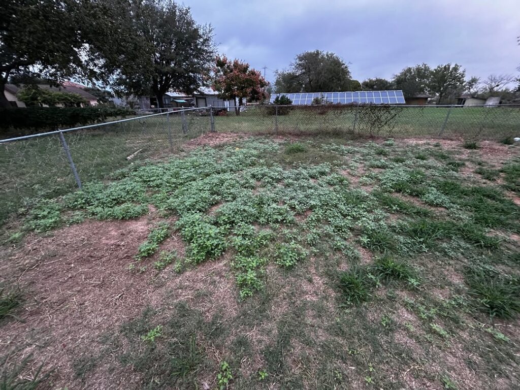 Went scorched earth on these sticker plants and their back 2 weeks later