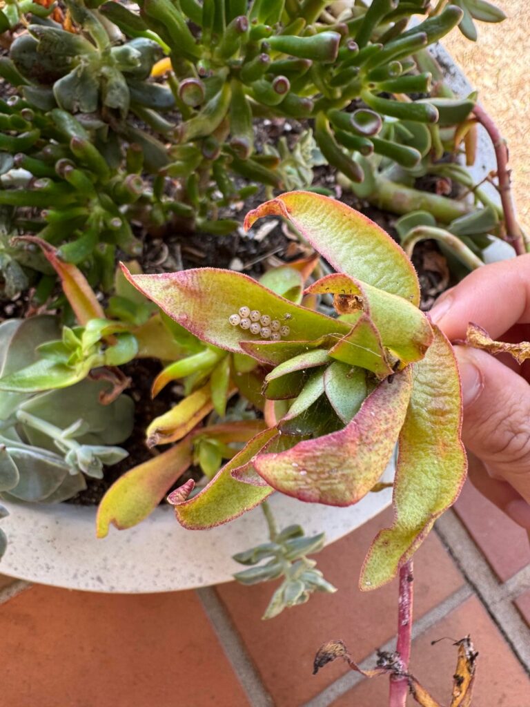 What are these eggs with little bird faces??