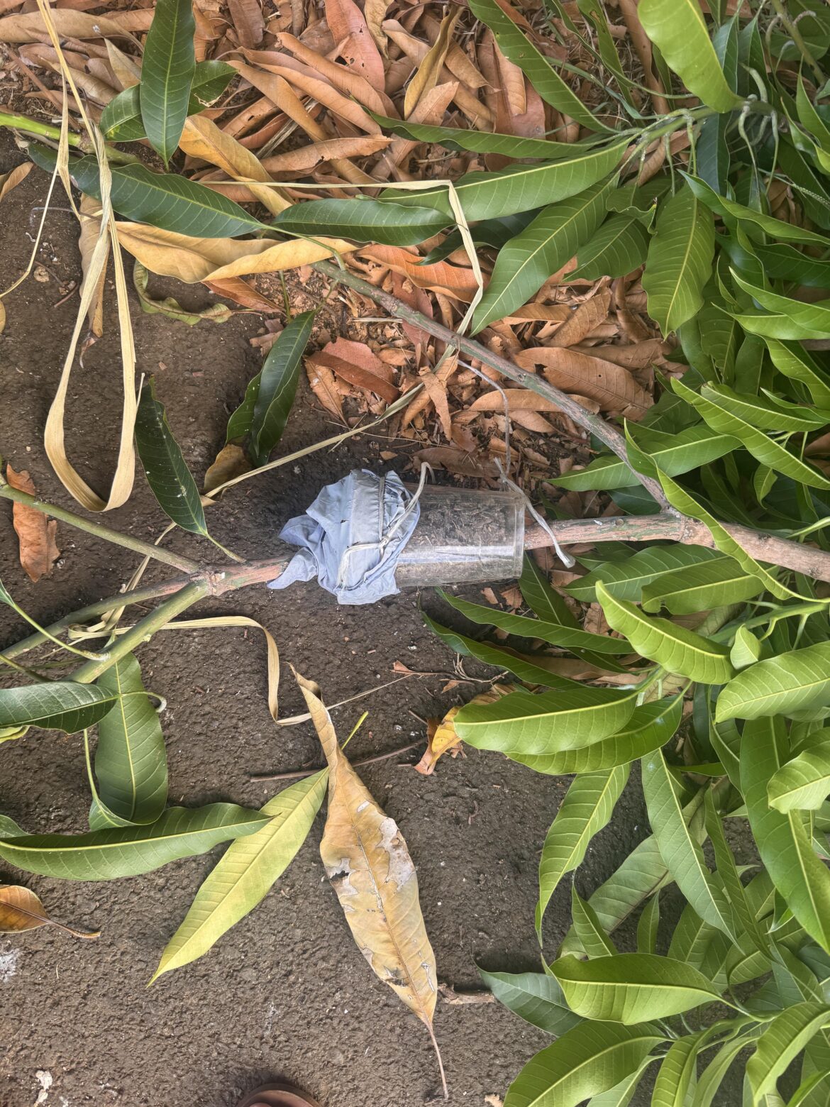 What is this on my mango tree?