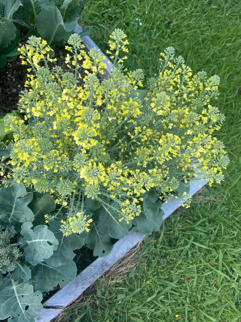 What is wrong with my broccoli?