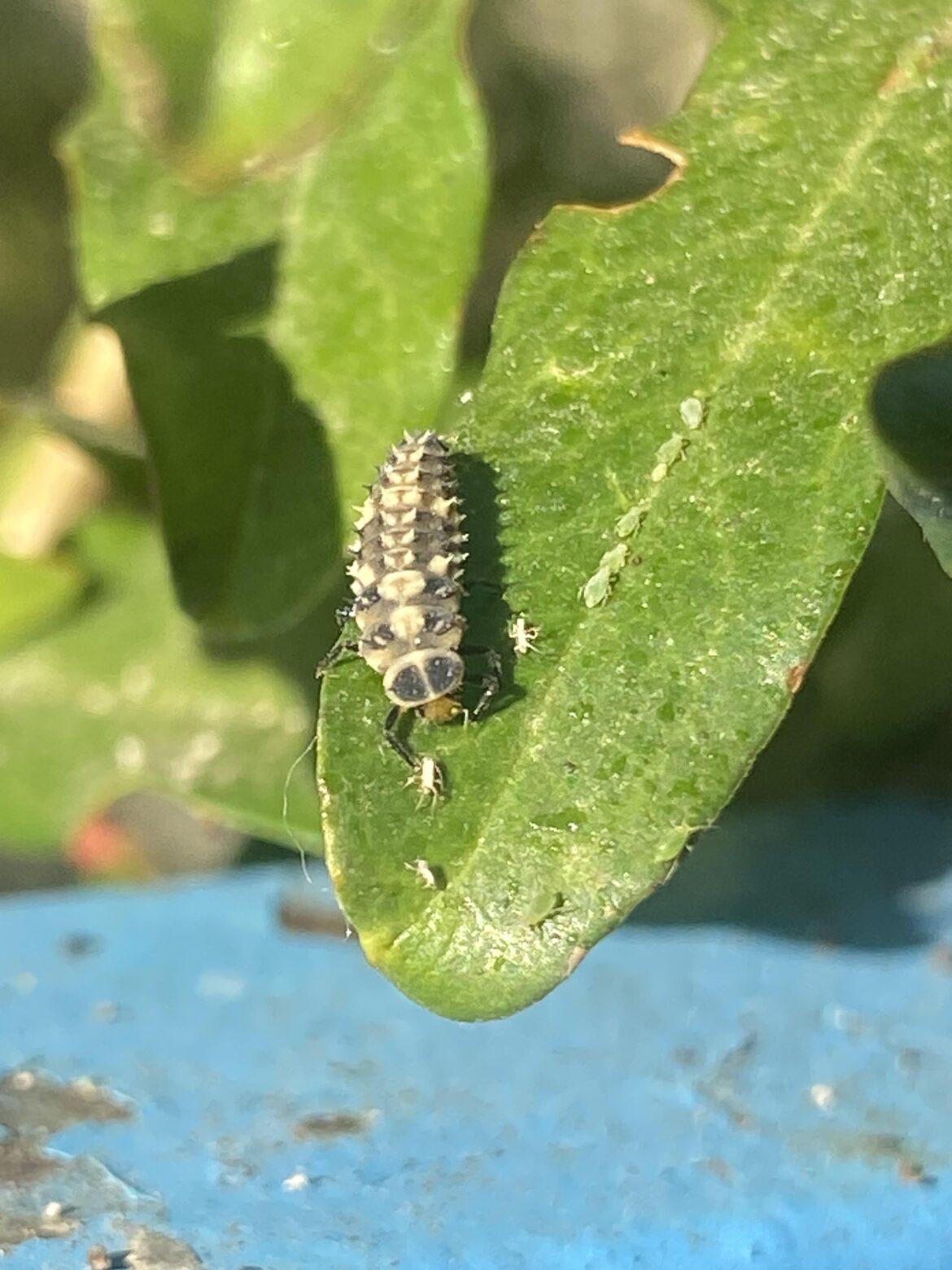 Who’s this lil guy munching on the aphids?