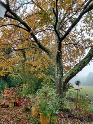 Winter Organized Garden