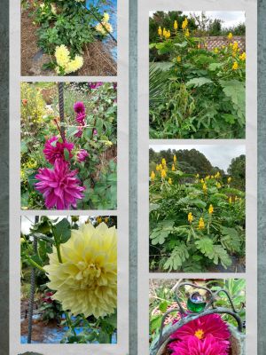 Winter Organized Garden