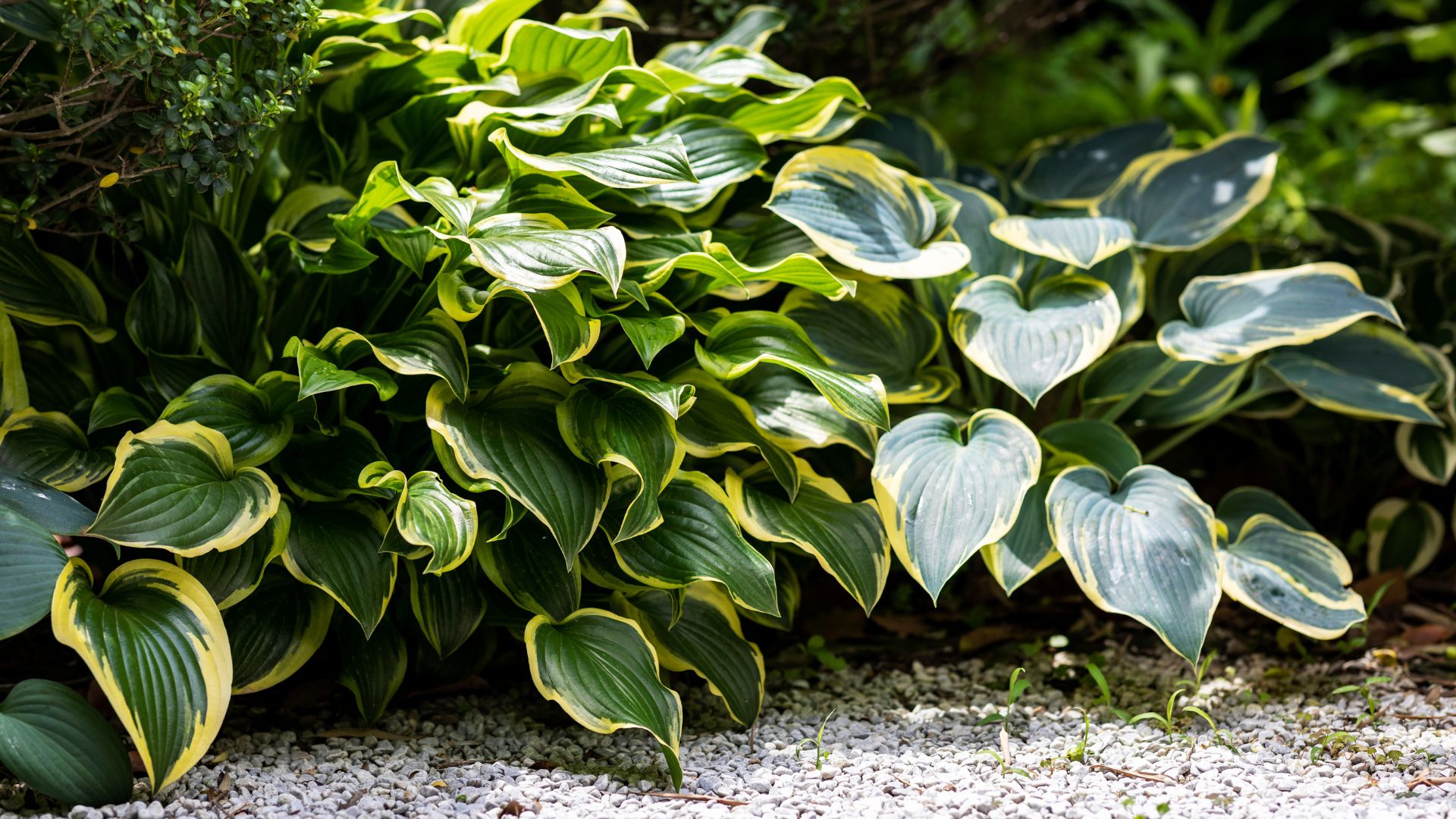 picture of hosta plant in garden