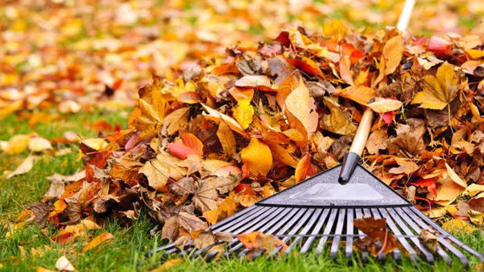 Do you need to rake your leaves? Here’s what Michigan experts recommend Do you need to rake your leaves? Here’s what Michigan experts recommend