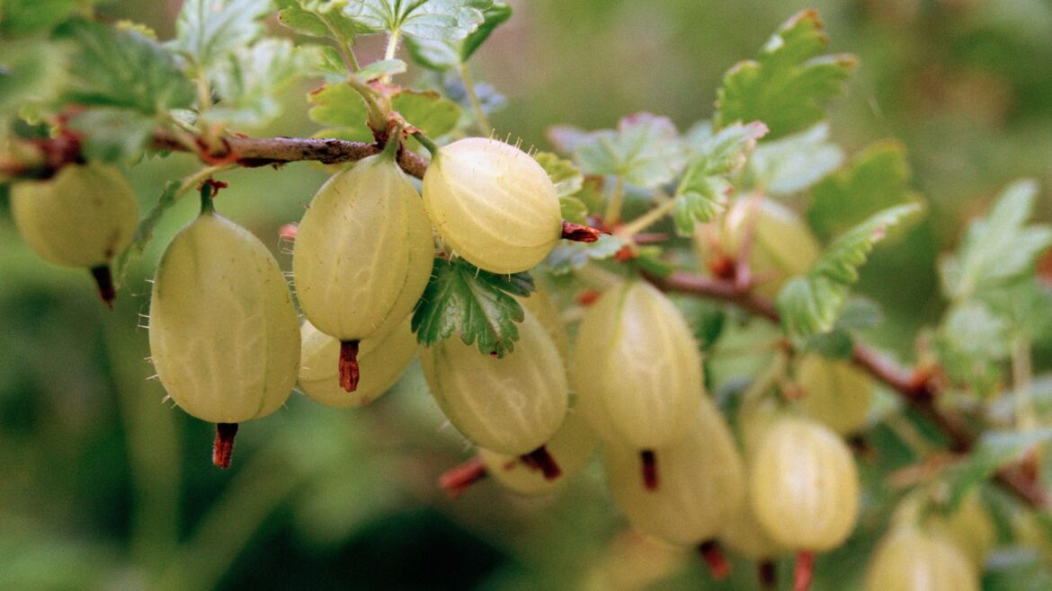 When to prune gooseberries for more fruit next year