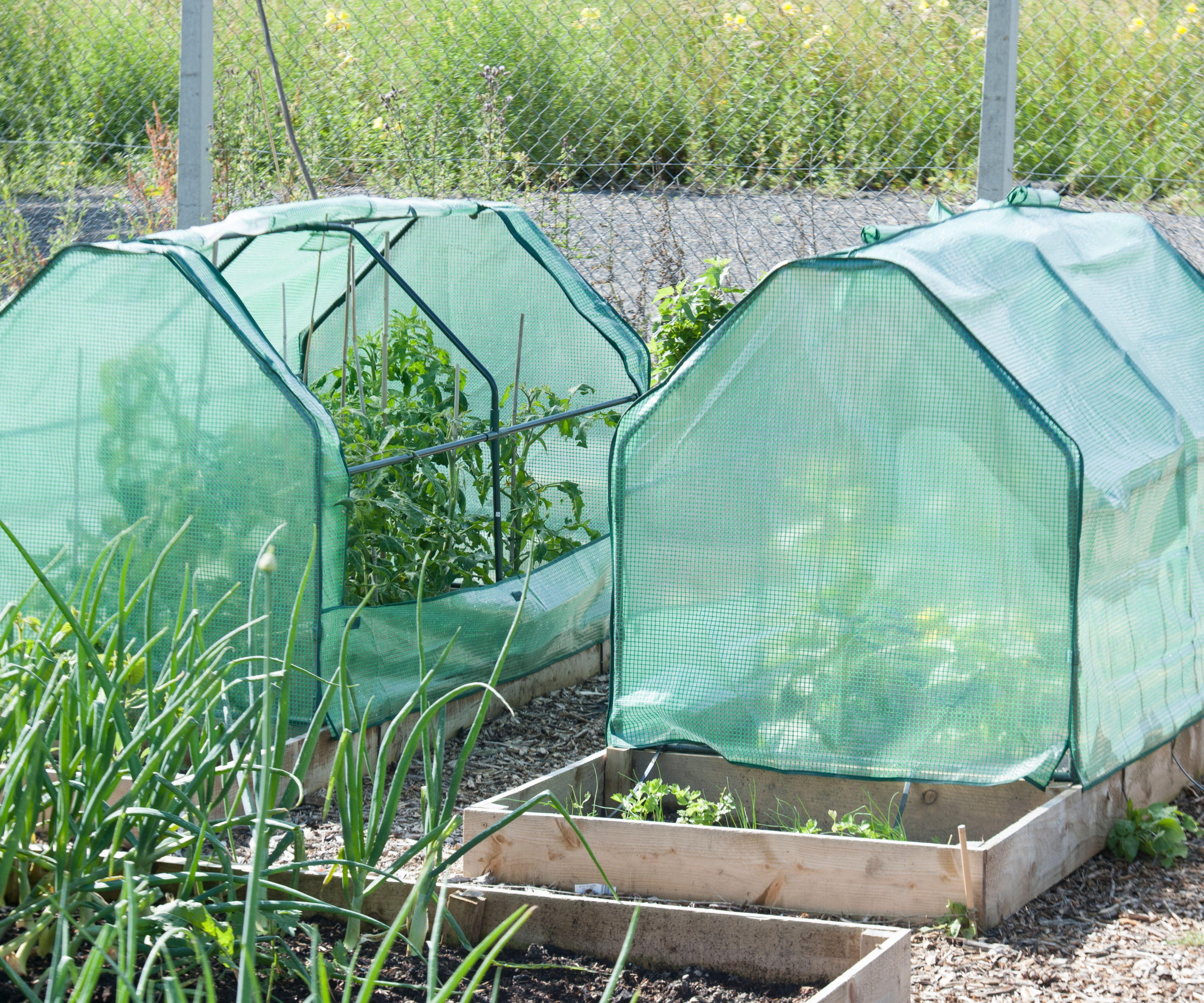 Mini greenhouses on top of raised beds in a vegetable garden