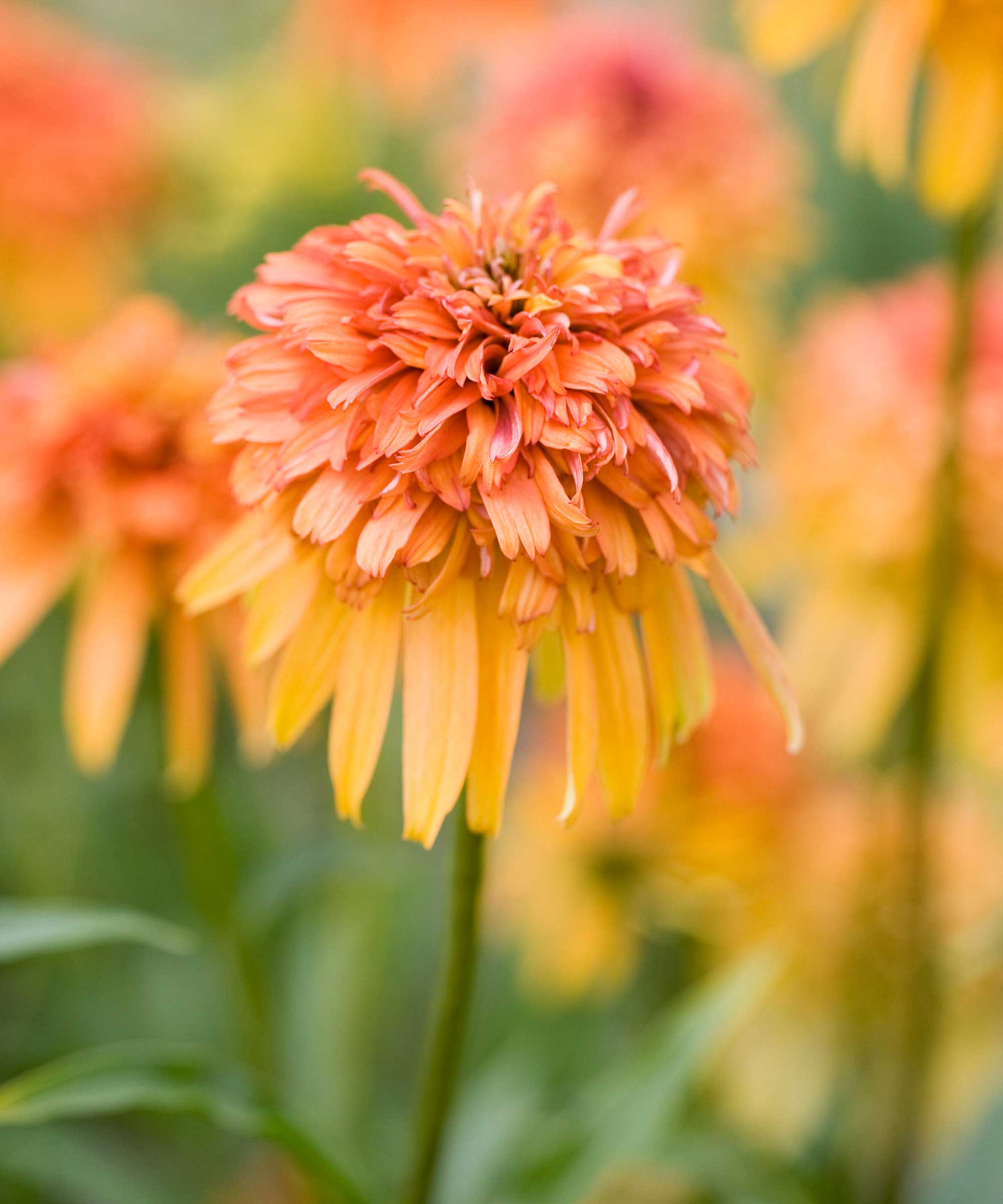 Echinacea 'Marmalade' in flower