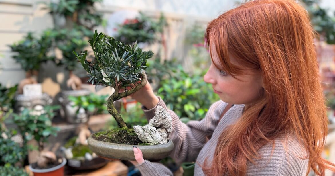 Sculptural evergreens to keep your garden beautiful through winter – The Irish Times Sculptural evergreens to keep your garden beautiful through winter – The Irish Times