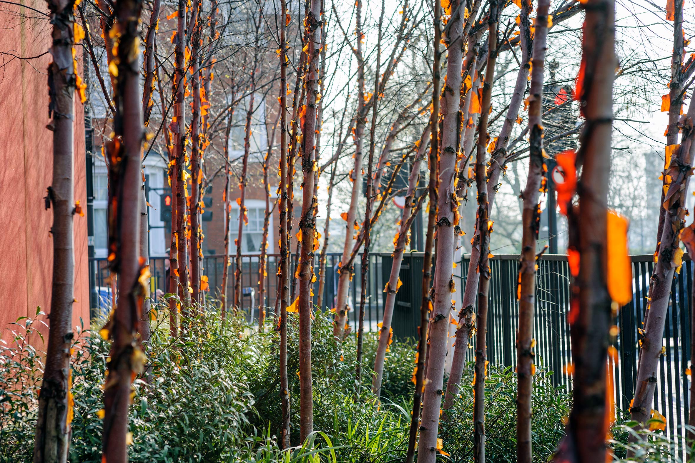 Maggie's West London, an orange structure and its mature garden