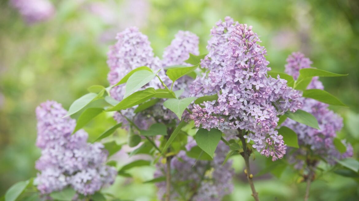 6 Scented Hedge Plants To Transform Garden Boundaries A cluster of pink lilac blooms on a shrub in the sunshine