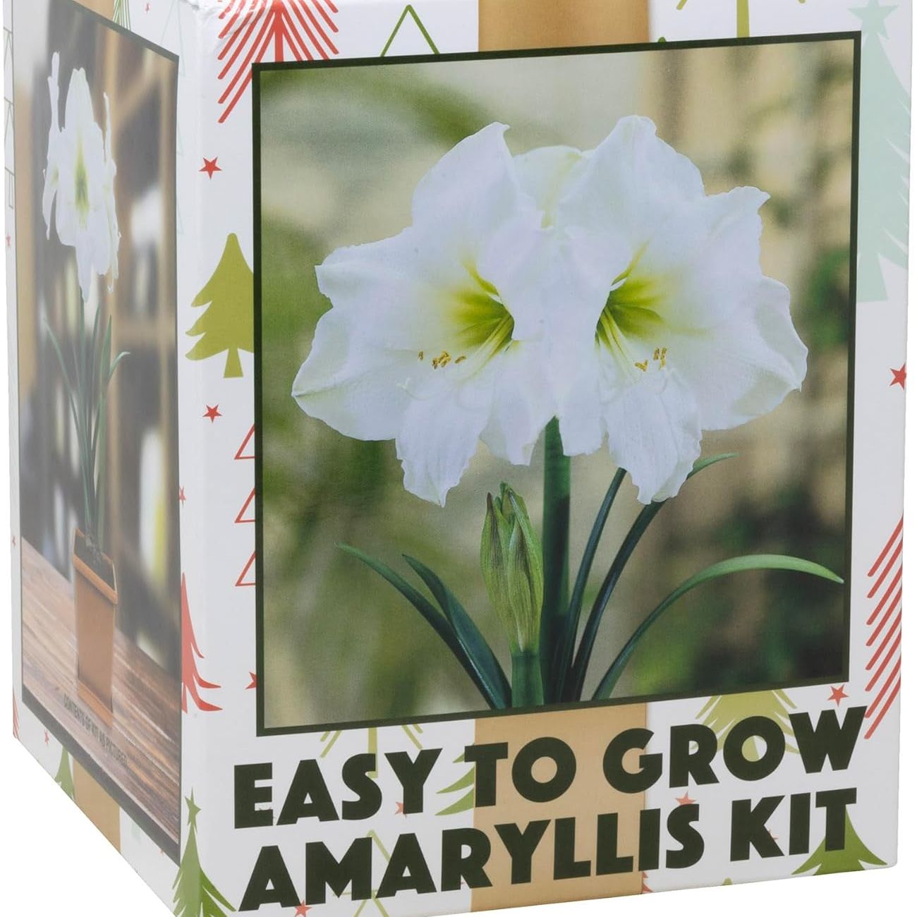 Netherland Bulb Company Easy-Grow Indoor Amaryllis Bulb &ndash; &lsquo;white Christmas&rsquo; Galaxy, Flowering Kit, Perfect for Indoor Forcing, Holiday Displays &amp; Gift Giving