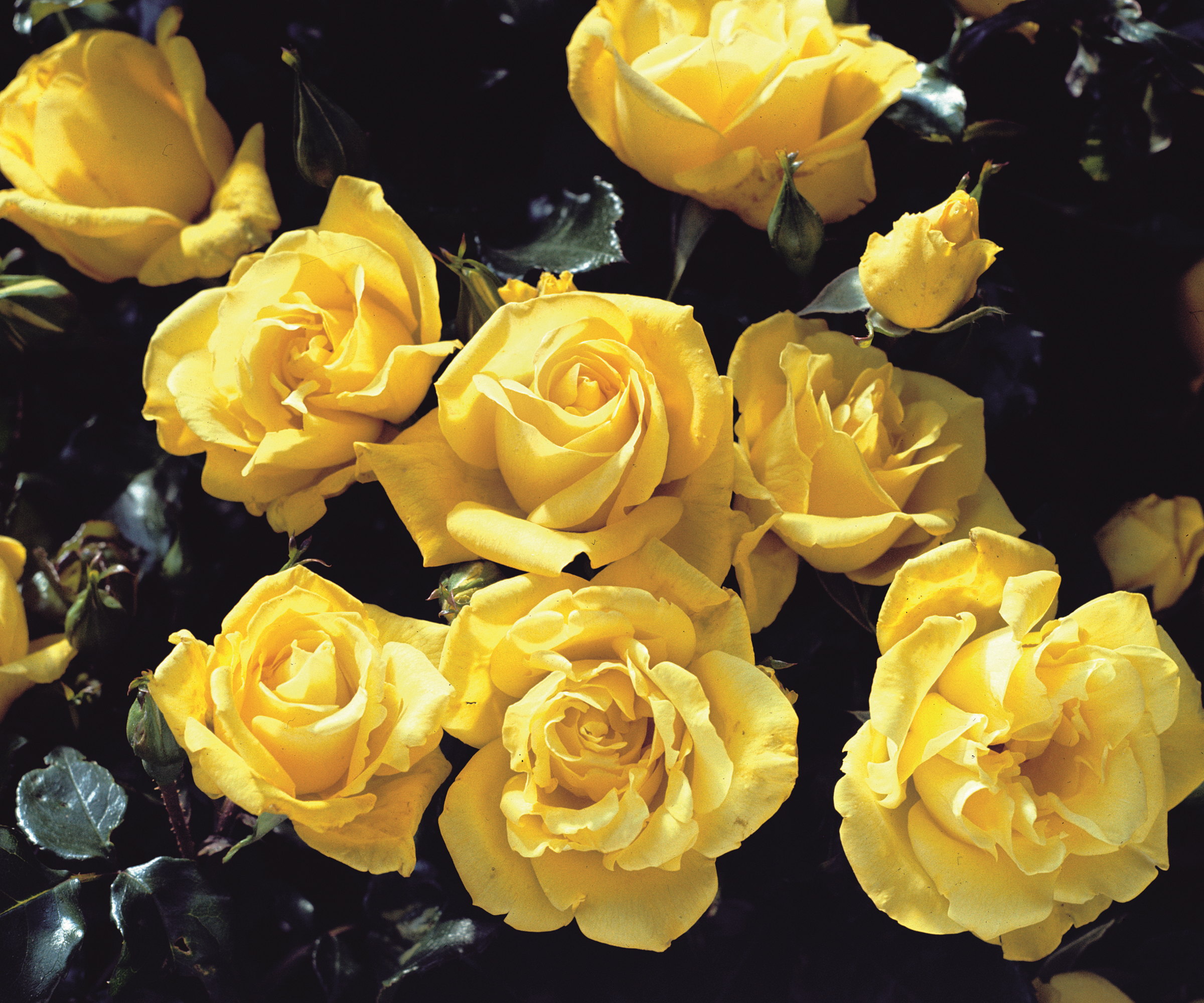 The yellow flowers of Rose 'Goldgleam'