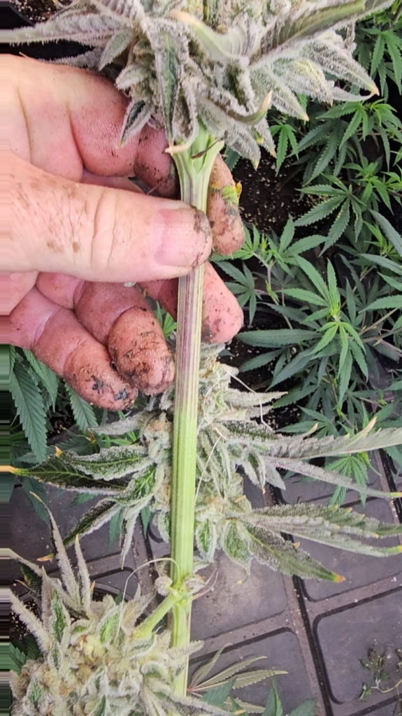 Joker Juice 11 X Carbon Crusher