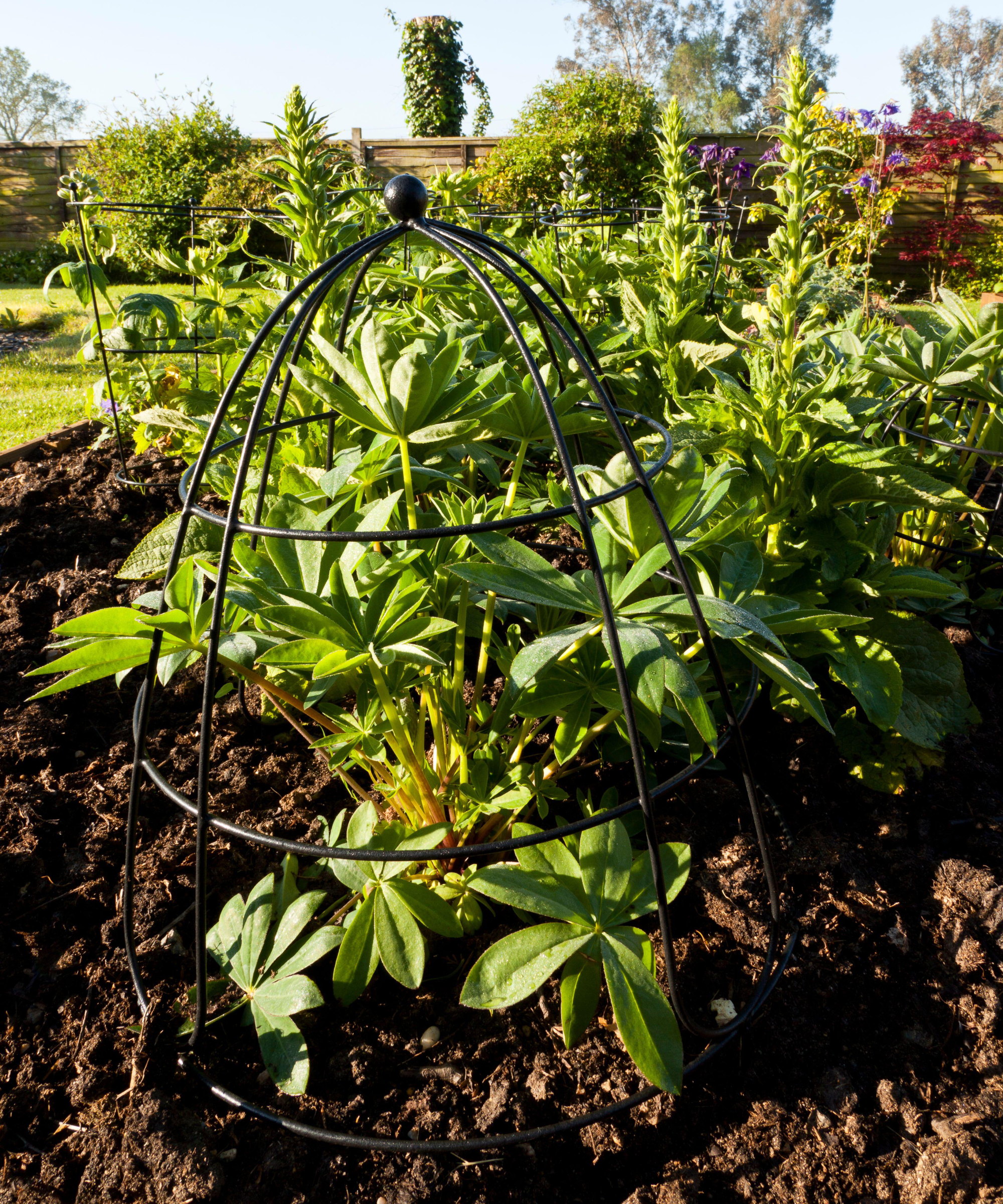 A metal dome support over plants in a garden