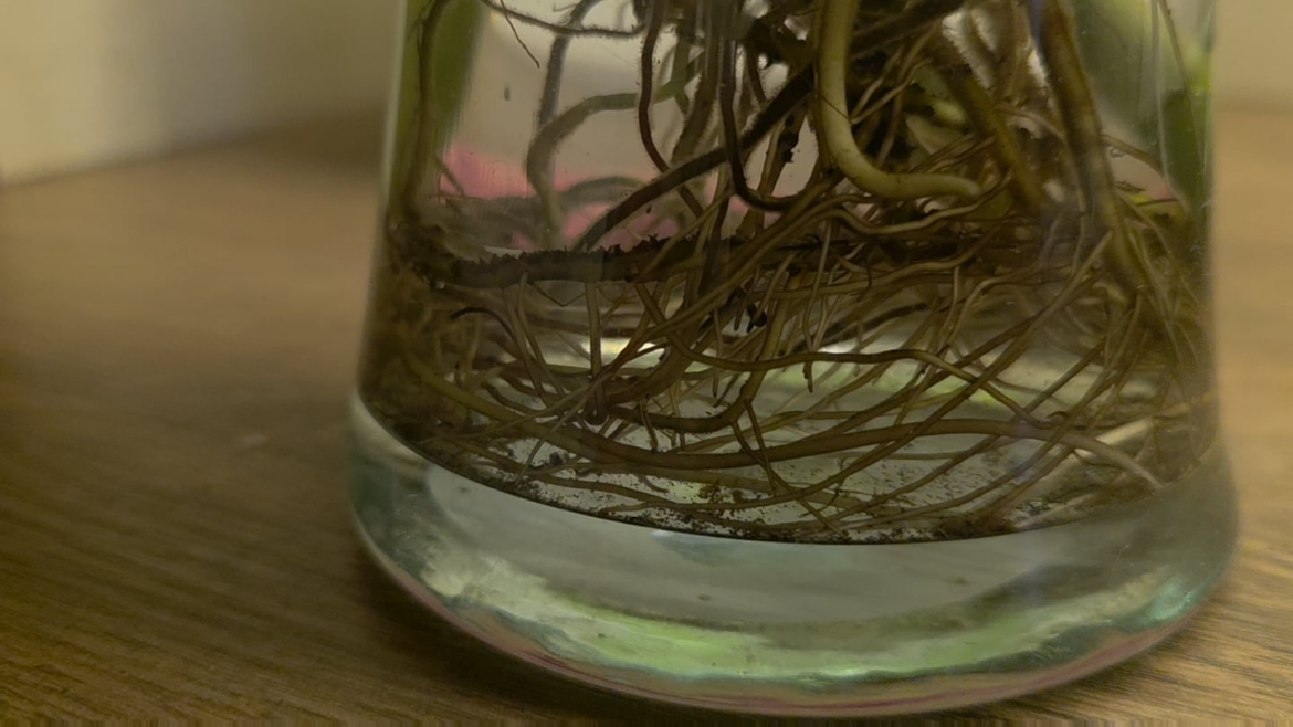 What are these creepy crawlies? I am freaking out. What are these creepy crawlies? I am freaking out.