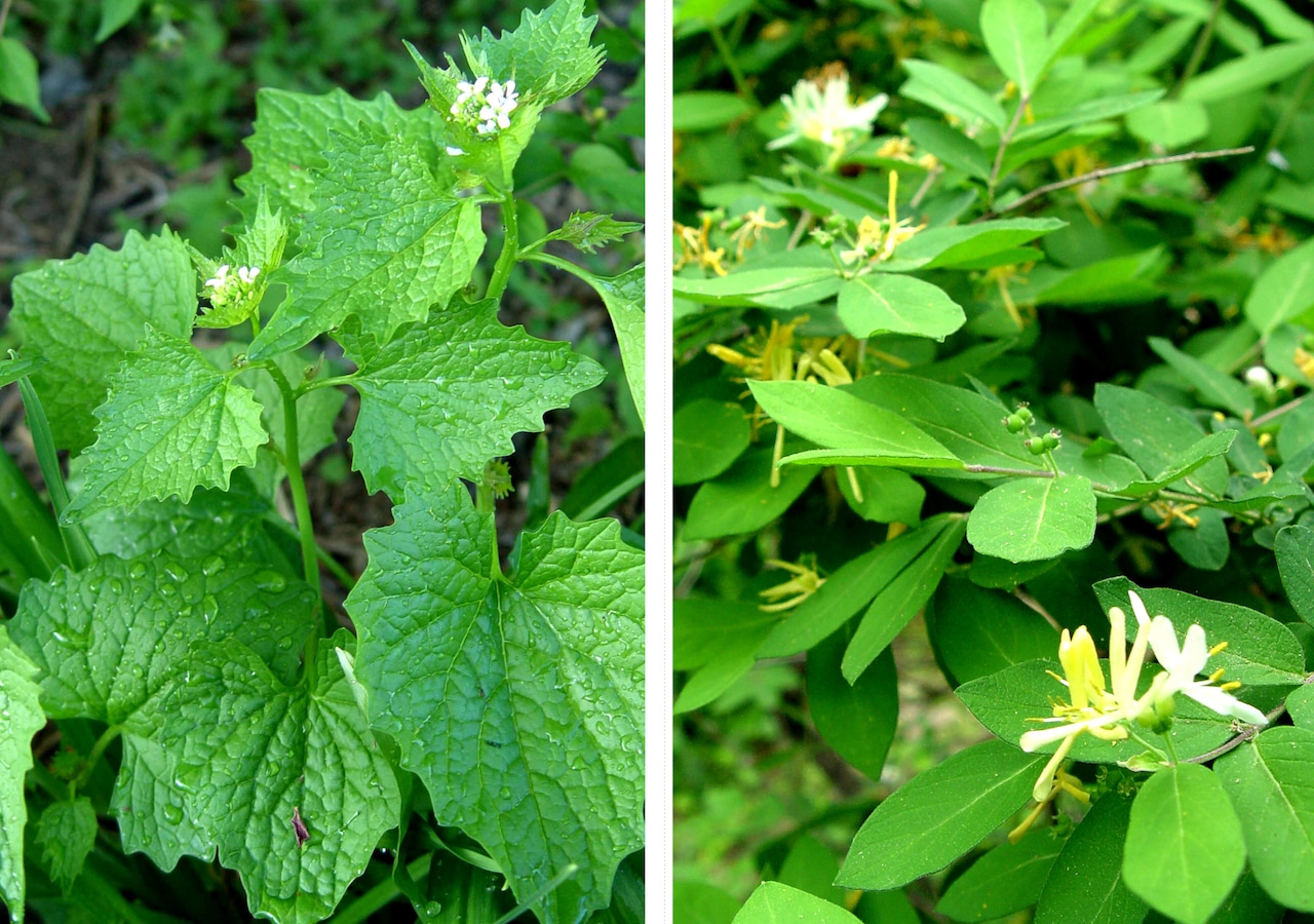 Edible weeds