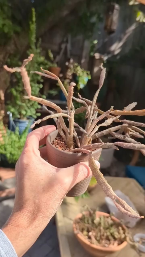 We have germination! Growing Euphorbia platyclada 'Dead Stick plant' from seeds