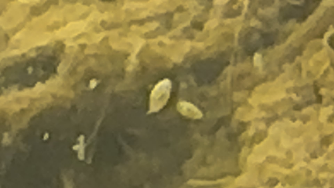 Ostracods or Limpets?