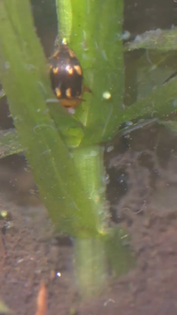 Predacious Diving Activities