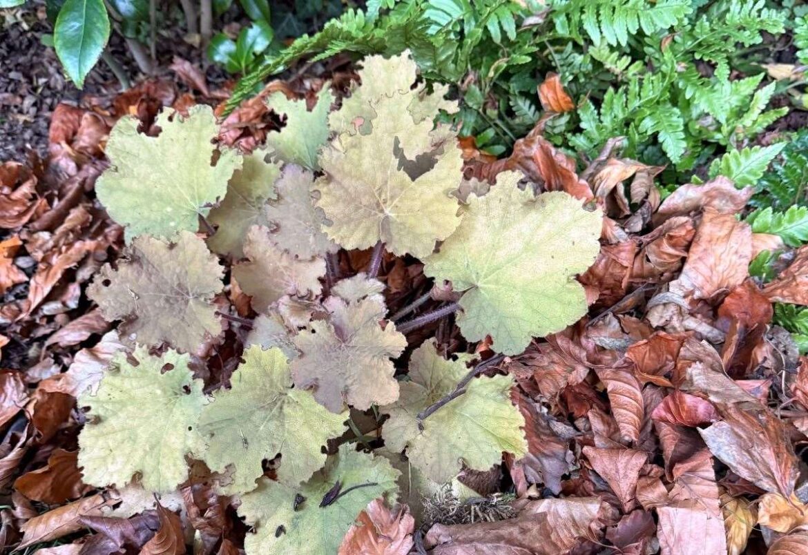 Gardener Jamie Marsh says ‘hold off’ from clearing everything away