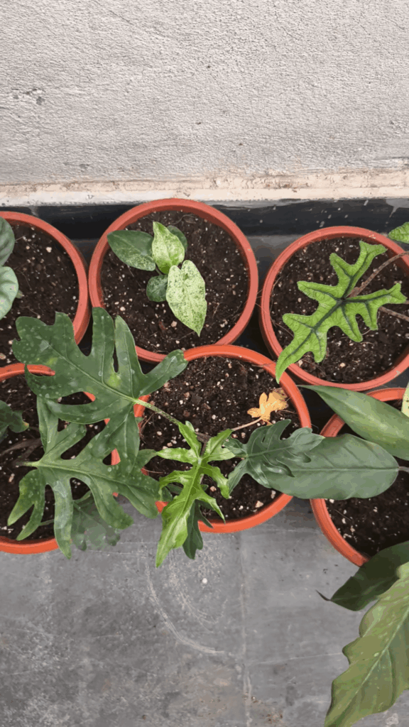 I potted some new plants that I managed to get my hands on yesterday.