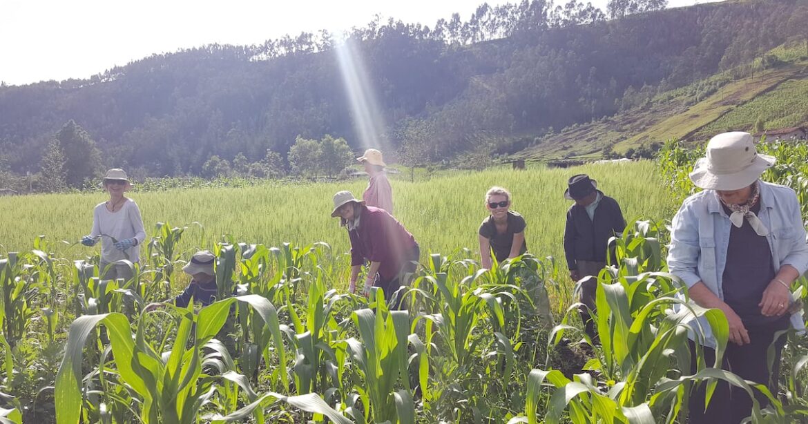 Three sisters gardening likely provided for the first Thanksgiving