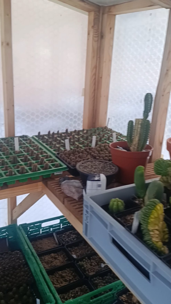 Talk about overwintering cacti...